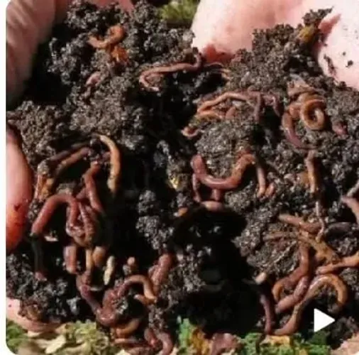 Minhocas Californianas