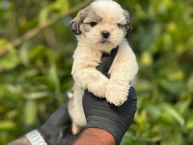 Shih tzu Filhotes fofinhos