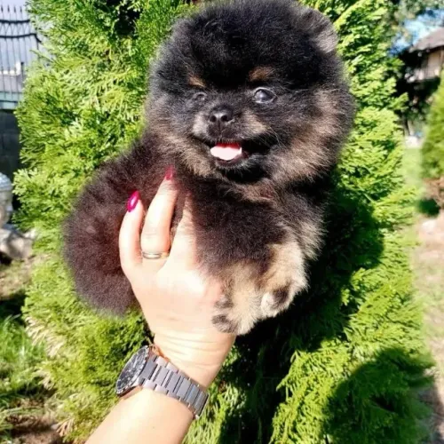 Filhotes de Spitz Alemão | Encanto e fofura em cada olhar.