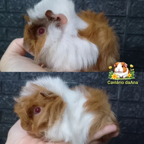 Porquinho da Índia macho peruano