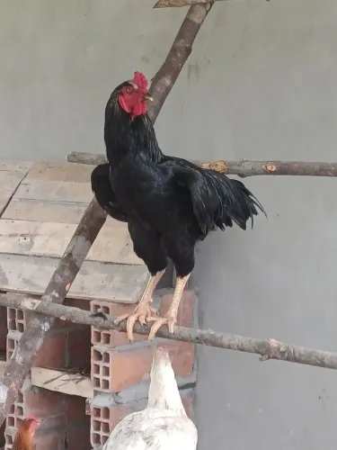 Galo