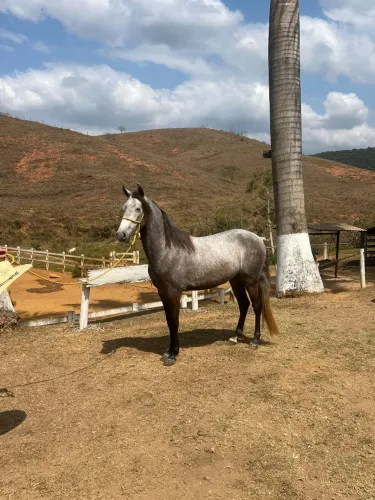 CAVALO MARCHA PICADA 