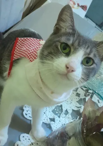 Gato para adoção 