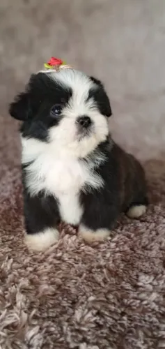 Lhasa apso confiança credibilidade única 