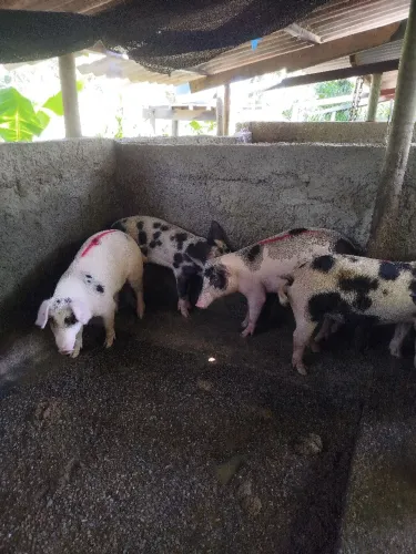 Leitoas