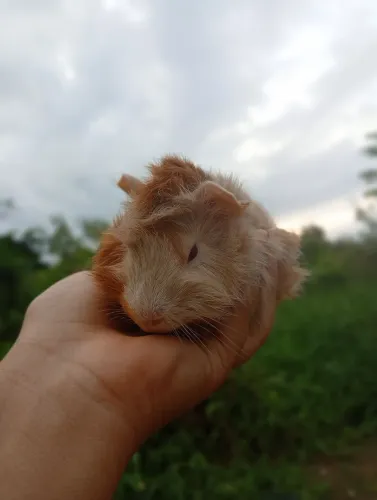 Porquinho da índia 