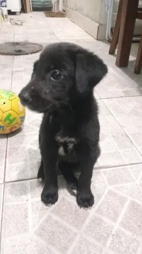 Doação cachorro 