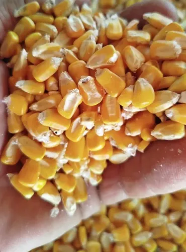 Produtos Agricolas Compre Direto do Produtor e Negocie Sem Atravessadores (Milho e Rações)