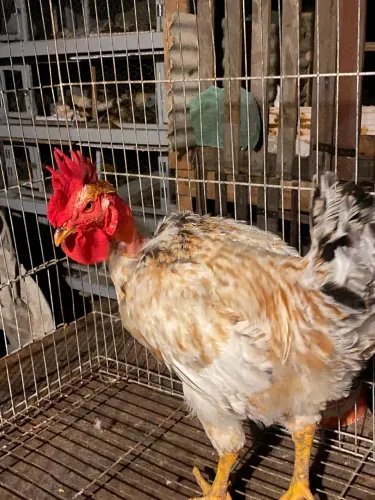 Frango novinho pra vender