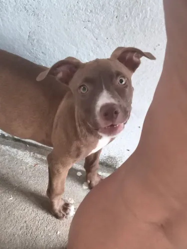 Vende-se uma Pitbull