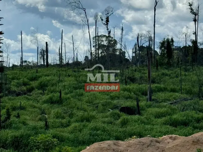 Fazenda 6.050 Hectares em Portel - PA