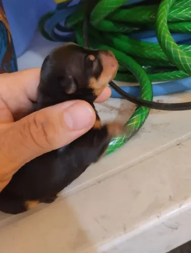 Pinscher macho