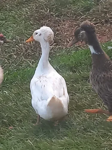 Ovos galados de marreco Pompom