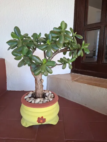 Planta Jade