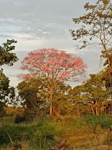 Chácara à venda, Centro, Jaraguari, MS