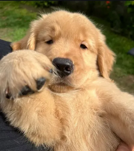 Golden o presente perfeito