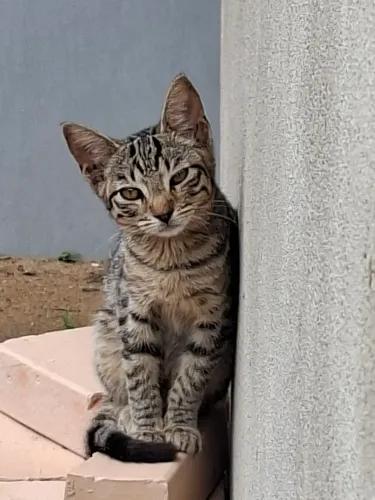 GATINHO DOAÇÃO 