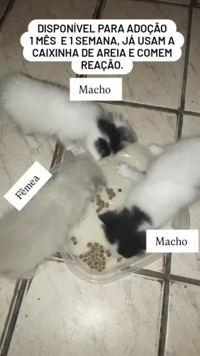 Adoção responsável, somente para quem ama e cuida de gatinhos