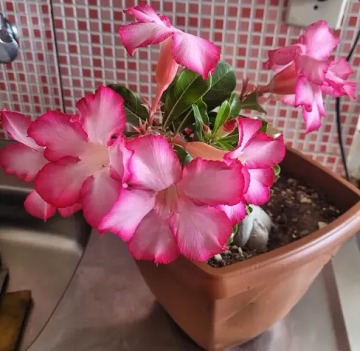 Planta: rosa do deserto