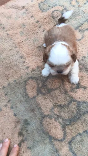 Vendo filhotes vde Shih-Tzu fêmeas e macho