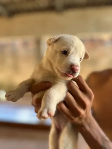 Cachorro