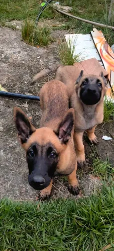 filhotes de malinois