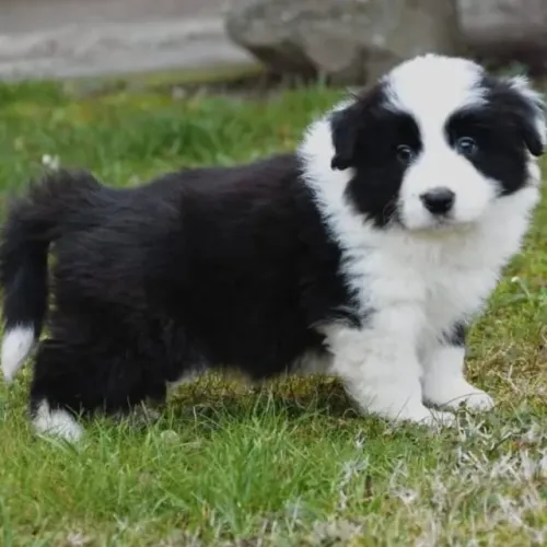 Filhotes de Border Collie | Um amigo de quatro patas esperando por você.