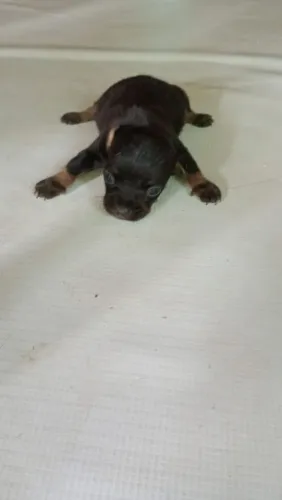 Filhote de pinscher macho