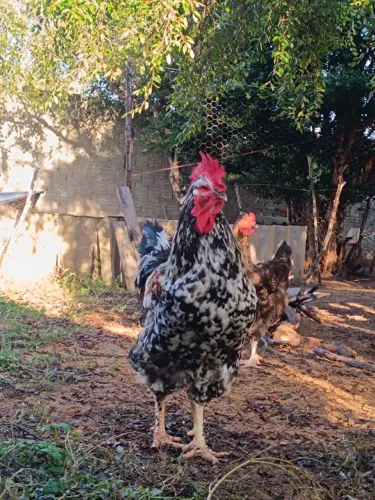 Frango GSB disponível 