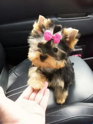 Yorkshire mini fêmeas com  2 meses 