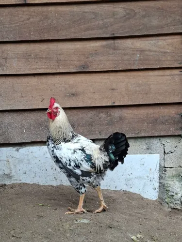 Galo Caipira