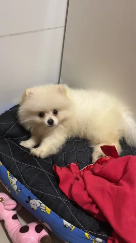 Spitz Alemão Anão a venda filhote