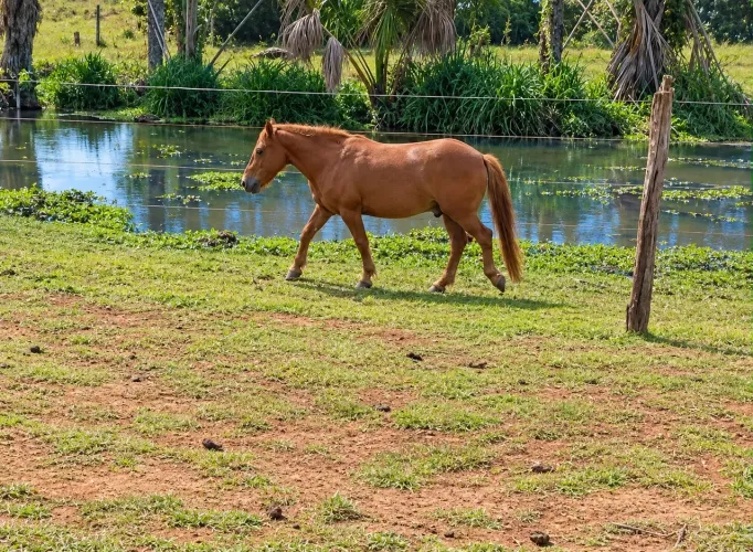 Cavalo