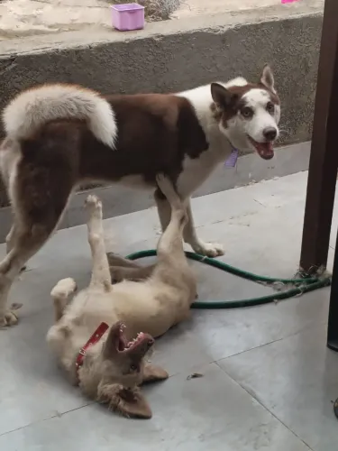 Doação de Husky