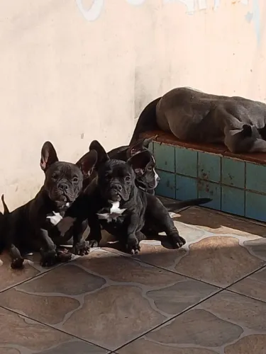 AMERICAN BULLY MICRO filhotes 5 meses