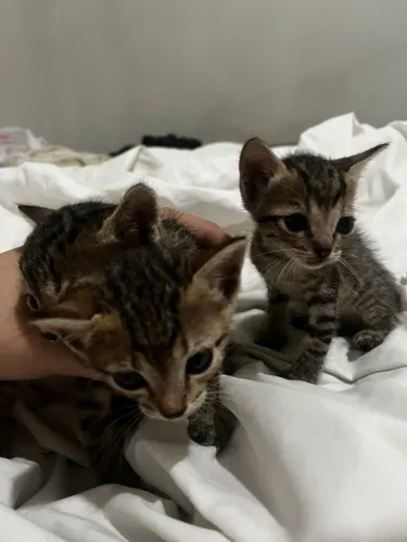Doando 6 Gatinhos Filhotes 