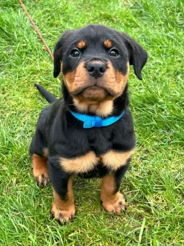 Rottweiler O doguinho que vai conquistar sua família