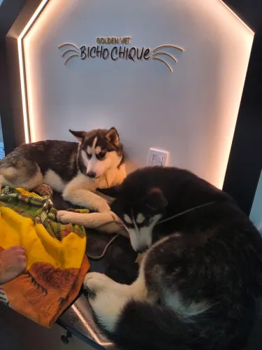 Lindo filhote Siberiano. Pais são puros. Aceito brik