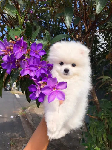 Lulu da pomerania machinho branco neve 