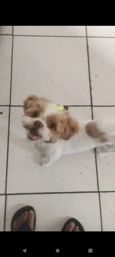 Doação de cachorro Shitzu ou troco por televisão smart 