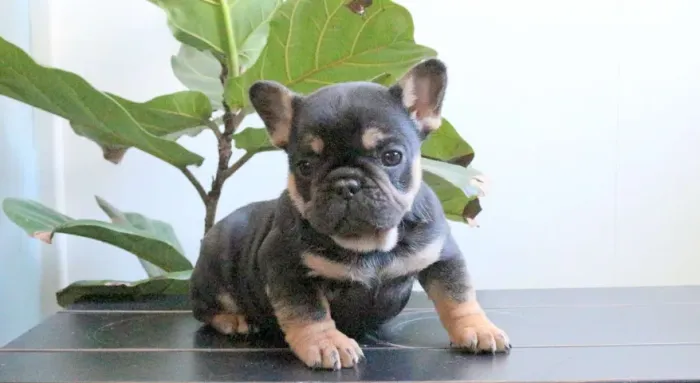? Um novo amigo está à sua espera.