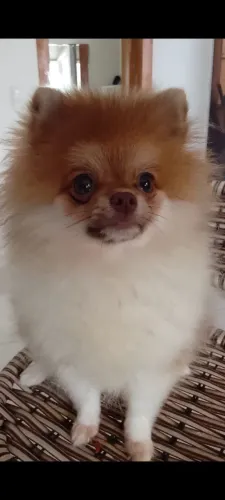 Filhote de Lulu da Pomerânia (Fêmea)
