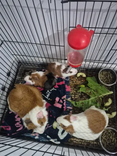 Pet