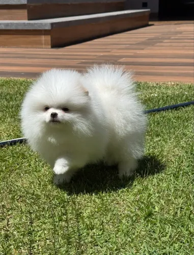 Spitz alemão