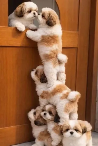 Shih tzu Uma amizade que começa com um simples encontro