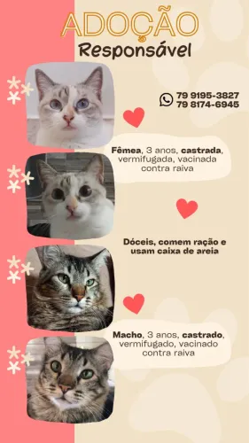 Gatos para adoção responsável 