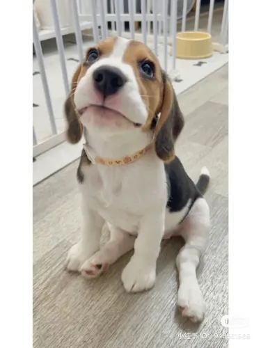 Beagle, o companheiro perfeito para a sua família.