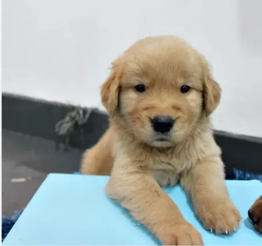 Golden Retriever Filhote - Macho