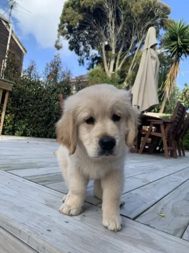 Golden Retriever Um amigo fiel para dividir silêncios e risadas