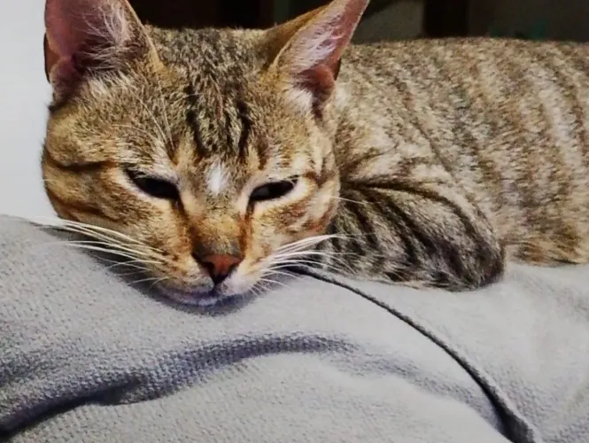 GATO PARA DOAÇÃO 